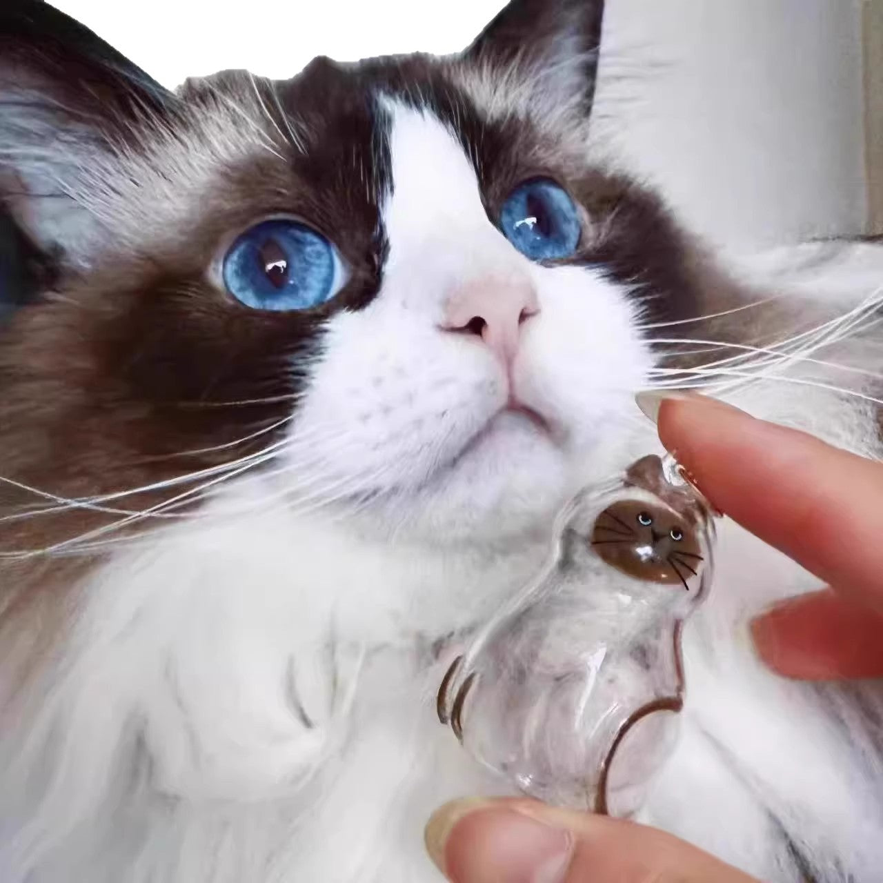 CC+Tea pet hair memorial capsule keychain with clear acrylic capsule and keyring, designed for storing pet hair memories.